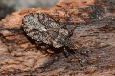 <i>Aradus betulae</i>