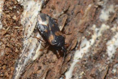 <i>Lyctocoris dimidiatus</i>