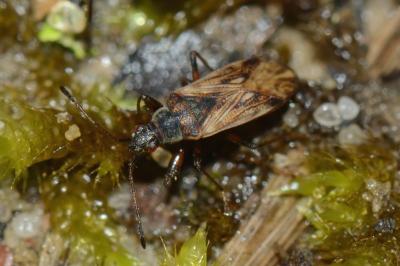 <i>Pachybrachius fracticollis</i>