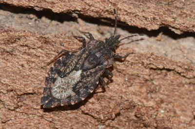 <i>Aradus betulae</i>