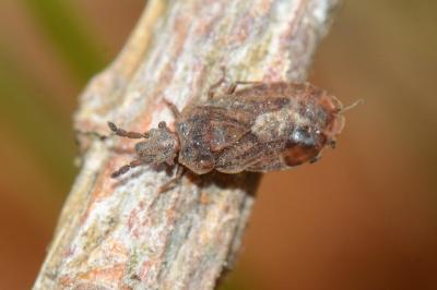 <i>Aradus cinnamomeus</i>