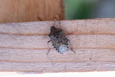 <i>Rhaphigaster nebulosa</i>