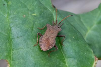 <i>Coreus marginatus</i>