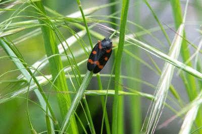 <i>Cercopis intermedia</i>