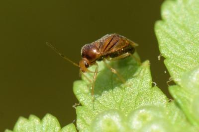 <i>Monalocoris filicis</i>