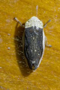 <i>Philaenus spumarius</i>