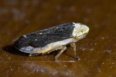 <i>Philaenus spumarius</i>