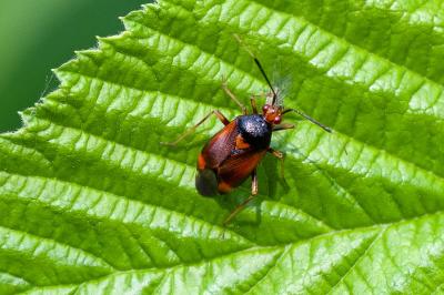 <i>Deraeocoris ruber</i>