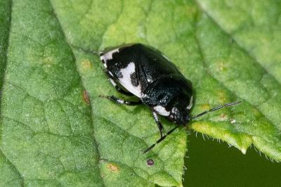 <i>Tritomegas bicolor</i>
