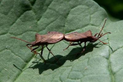 <i>Coreus marginatus</i>