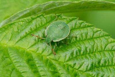 <i>Palomena prasina</i>