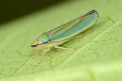 <i>Graphocephala fennahi</i>
