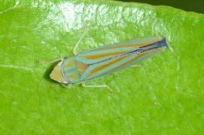 <i>Graphocephala fennahi</i>